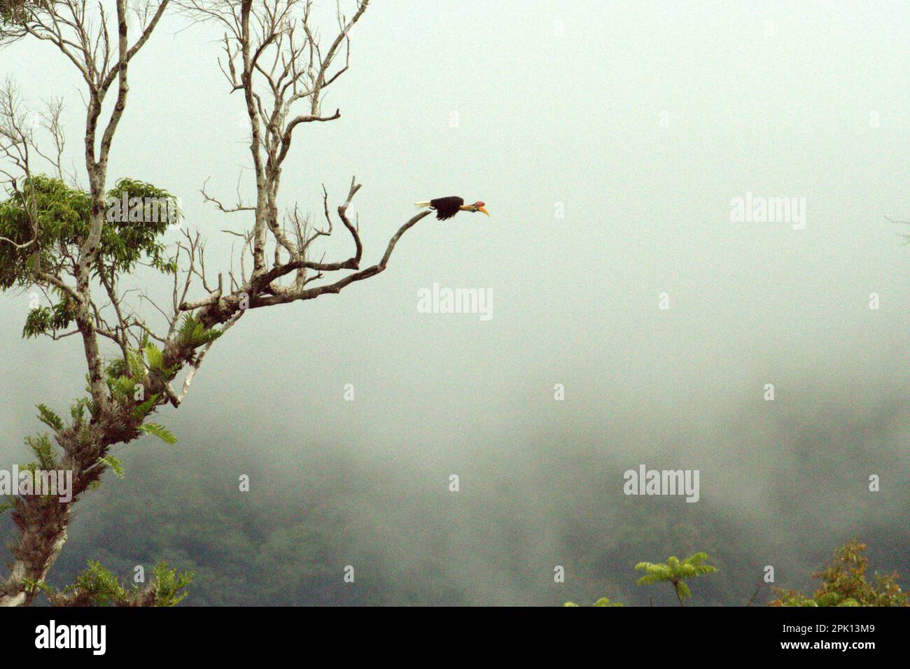 Eine männliche Person von Sulawesi Knobbed Hornbill (Rhyticeros cassidix) fliegt im Tangkoko Nature Reserve, North Sulawesi, Indonesien. Laut Oswald J. Schmitz, dem Oastler-Professor für Bevölkerungsforschung und Ökologie an der Yale School of the Environment, der am Phys.Org 28. März 2023 veröffentlicht wurde, könnte der Schutz von Wildtieren weltweit die natürliche Kohlenstoffabscheidung und -Speicherung durch die Aufladung von Kohlenstoffsenken des Ökosystems erheblich verbessern. „Wildtiere sind in ihrer Interaktion mit der Umwelt das fehlende Bindeglied zwischen Artenvielfalt und Klima“, sagt Schmitz. Stockfoto