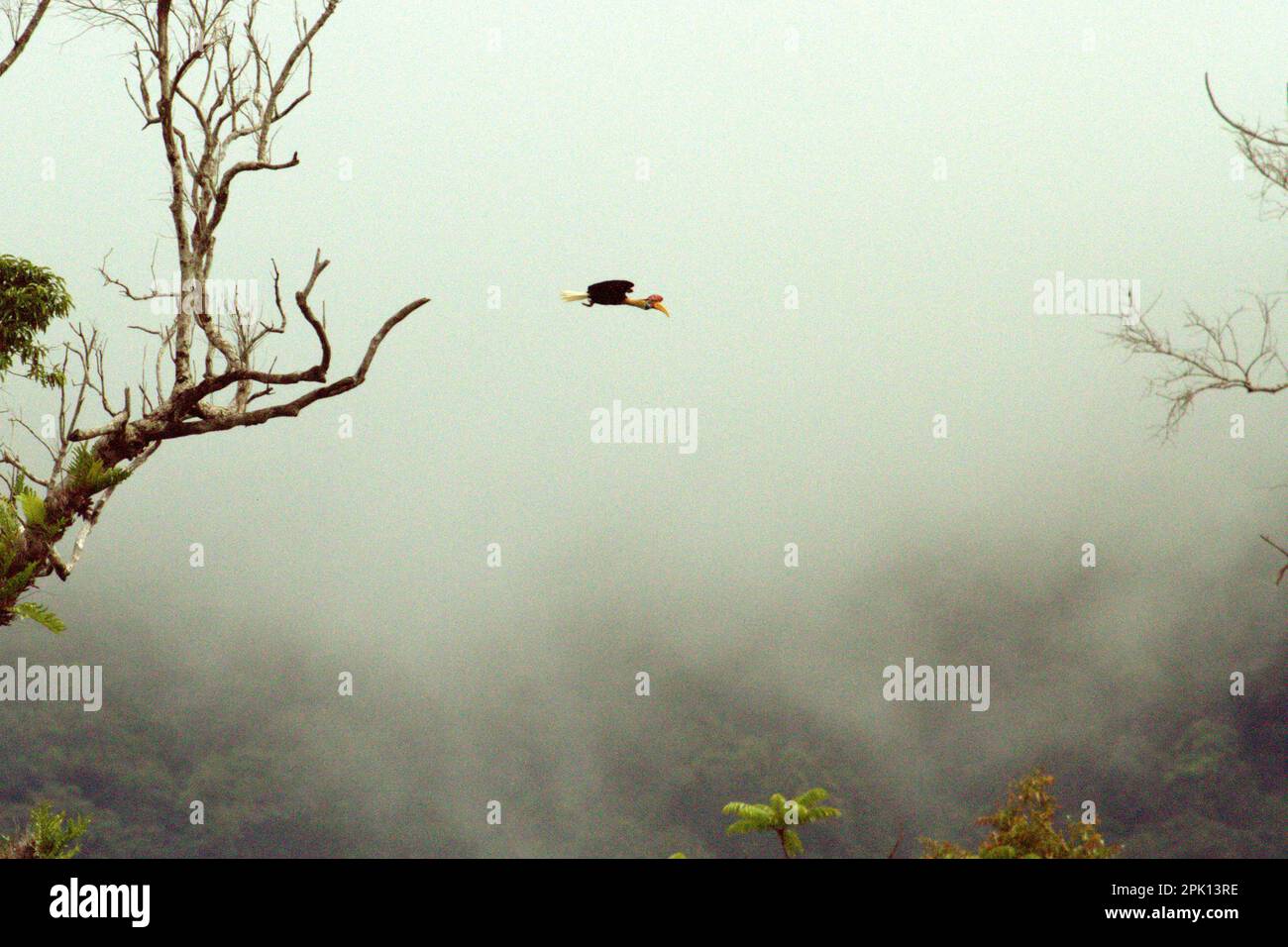 Eine männliche Person von Sulawesi Knobbed Hornbill (Rhyticeros cassidix) fliegt im Tangkoko Nature Reserve, North Sulawesi, Indonesien. Laut Oswald J. Schmitz, dem Oastler-Professor für Bevölkerungsforschung und Ökologie an der Yale School of the Environment, der am Phys.Org 28. März 2023 veröffentlicht wurde, könnte der Schutz von Wildtieren weltweit die natürliche Kohlenstoffabscheidung und -Speicherung durch die Aufladung von Kohlenstoffsenken des Ökosystems erheblich verbessern. „Wildtiere sind in ihrer Interaktion mit der Umwelt das fehlende Bindeglied zwischen Artenvielfalt und Klima“, sagt Schmitz. Stockfoto
