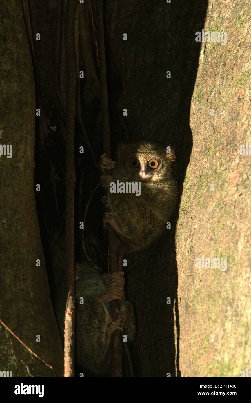 Ein Spektraltarsier von Gursky (Tarsius spectrumgurskyae) im Naturschutzgebiet Tangkoko, Nordsulawesi, Indonesien. Laut Oswald J. Schmitz, dem Oastler-Professor für Bevölkerungsforschung und Ökologie an der Yale School of the Environment, der am Phys.Org 28. März 2023 veröffentlicht wurde, könnte der Schutz von Wildtieren weltweit die natürliche Kohlenstoffabscheidung und -Speicherung durch die Aufladung von Kohlenstoffsenken des Ökosystems erheblich verbessern. „Wildtiere sind in ihrer Interaktion mit der Umwelt das fehlende Bindeglied zwischen Artenvielfalt und Klima“, sagt Schmitz. „Diese Interaktion bedeutet, dass Verwirrung... Stockfoto
