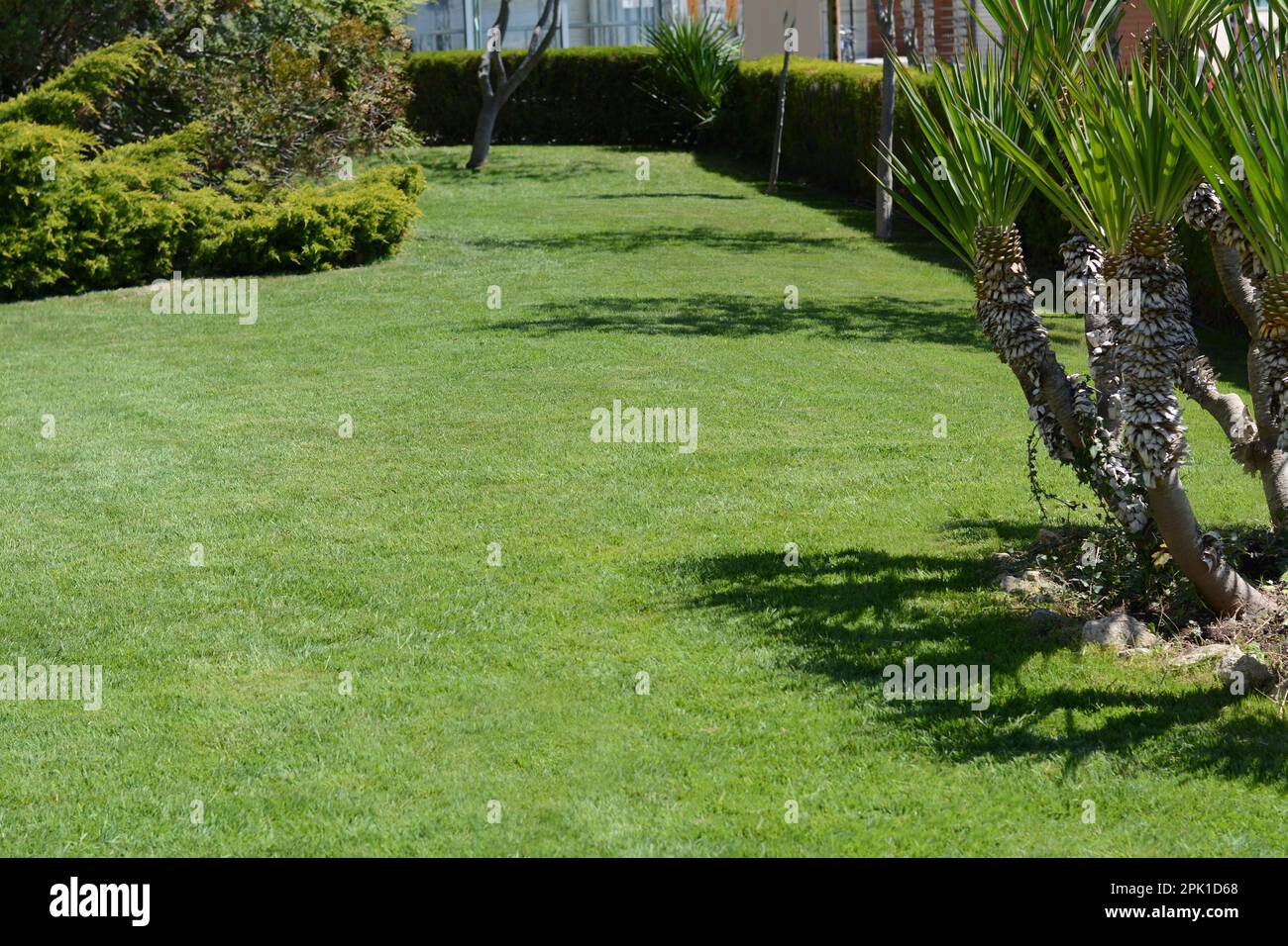 Rasen mit hellem grünen Gras, Bäumen und Sträuchern an sonnigen Tagen Stockfoto