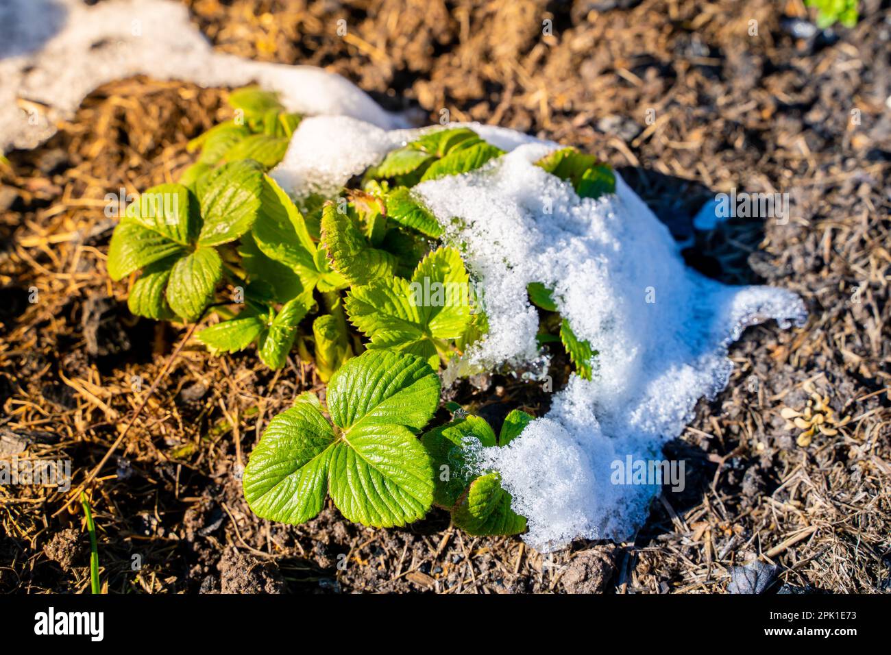 Ein Erdbeerbusch wacht nach dem Winter unter schmelzendem Schnee aus nächster Nähe auf. Das Erwachen von Pflanzen im Gartenbett nach der ersten Erwärmung. Leichter Frühlingsschnee Stockfoto