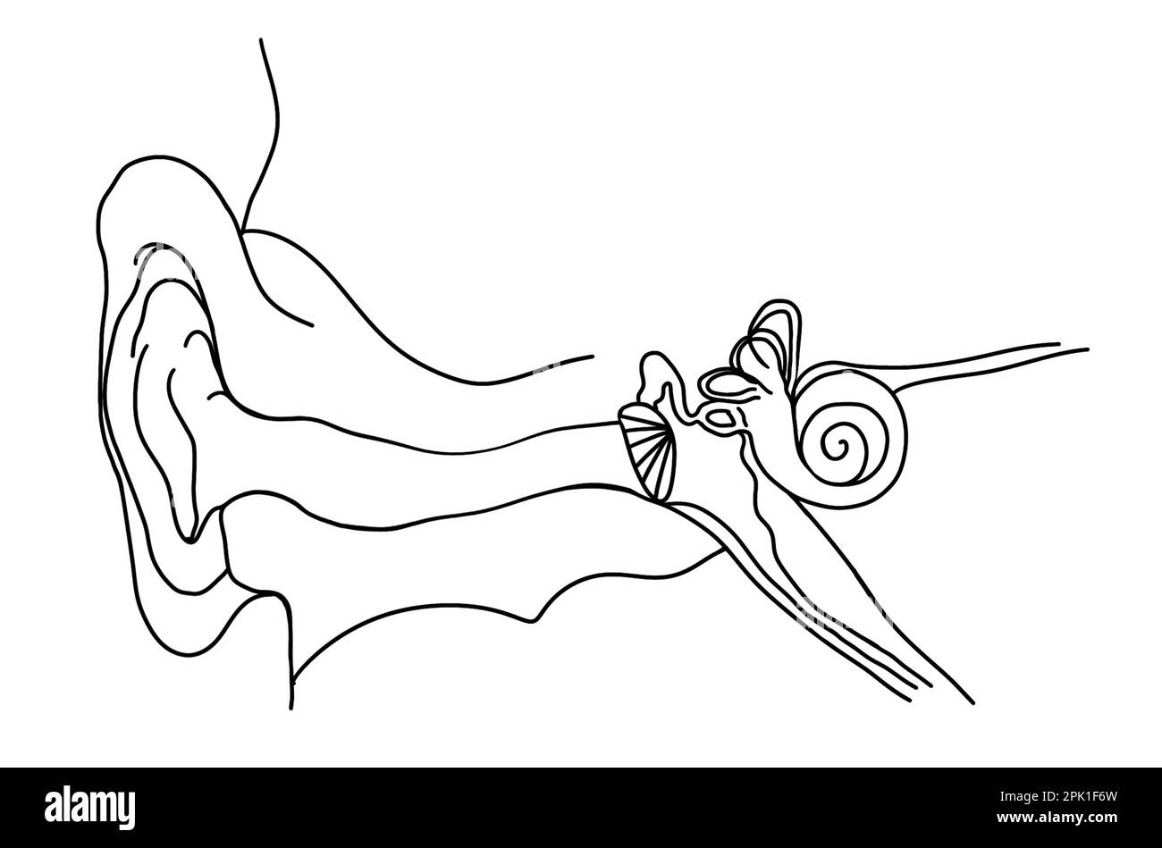 Anatomie des menschlichen Ohres auf weißem Hintergrund. Illustration Stockfoto