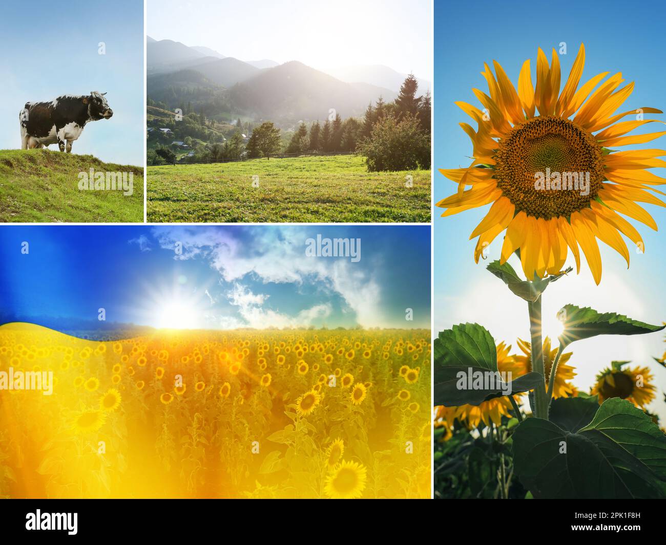 Collage mit verschiedenen wunderschönen Fotos, die der ukrainischen Natur gewidmet sind Stockfoto