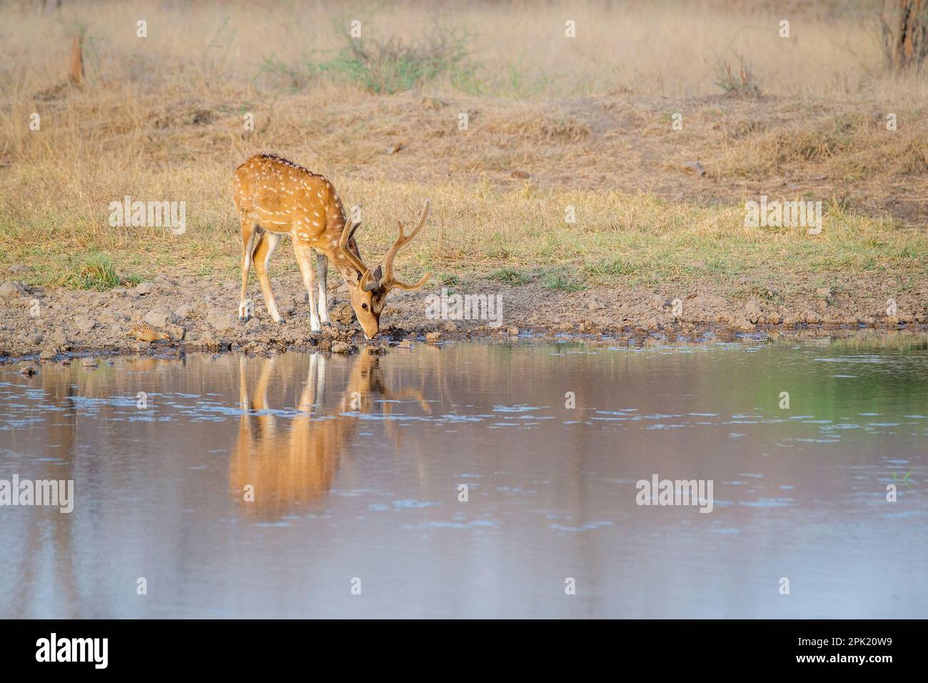 Chital oder gefleckte Hirsche trinken Wasser an einem See. Männliches Tier mit großem Geweih und weißen Flecken auf seinem Fell. Ranthambore-Nationalpark, Rajasthan, Indien Stockfoto