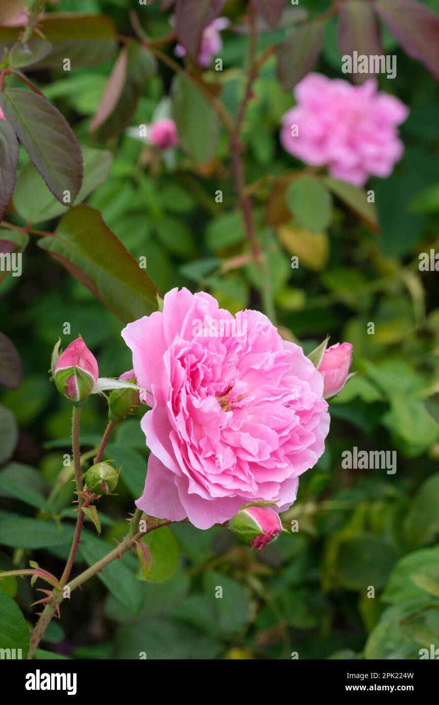 Rosa Harlow Carr, rosa Aushouse, Strauchrose, Rose Harlow Carr, Rosa Aushouse, Alte Rose, doppelte rosa Blumen Stockfoto