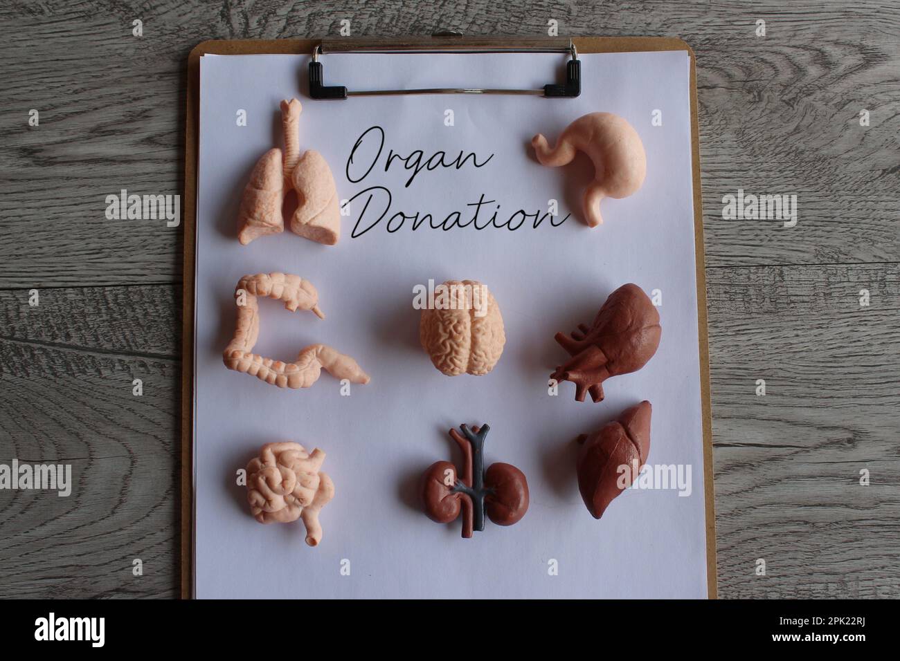Papier-Klemmbrett mit Text Organspende und menschliches Organinnenmodell. Medizin- und Gesundheitskonzept Stockfoto