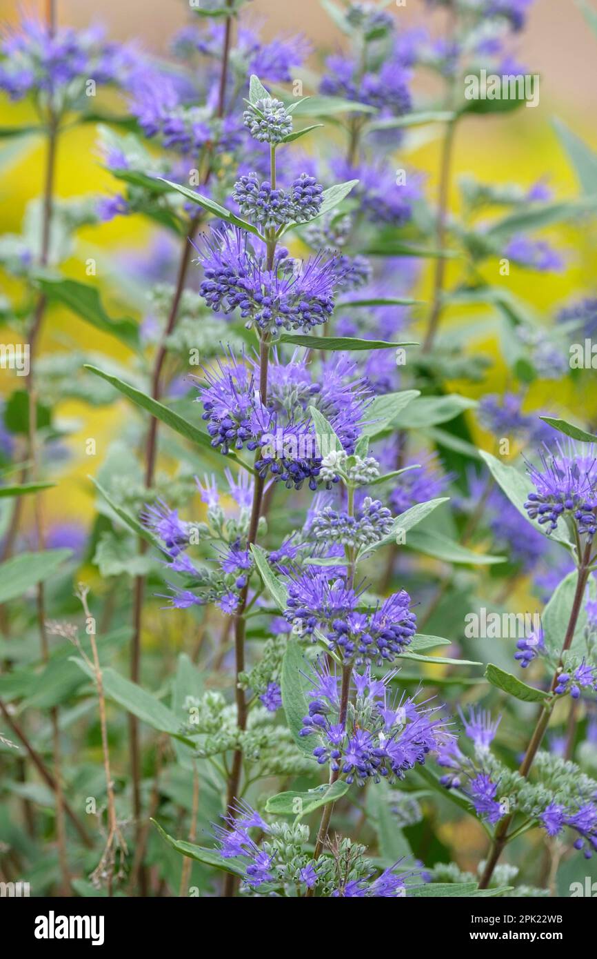 Caryopteris clandonensis Dunkler Ritter, blaubart Dunkler Ritter, dunkelblau-violette Blumen Stockfoto