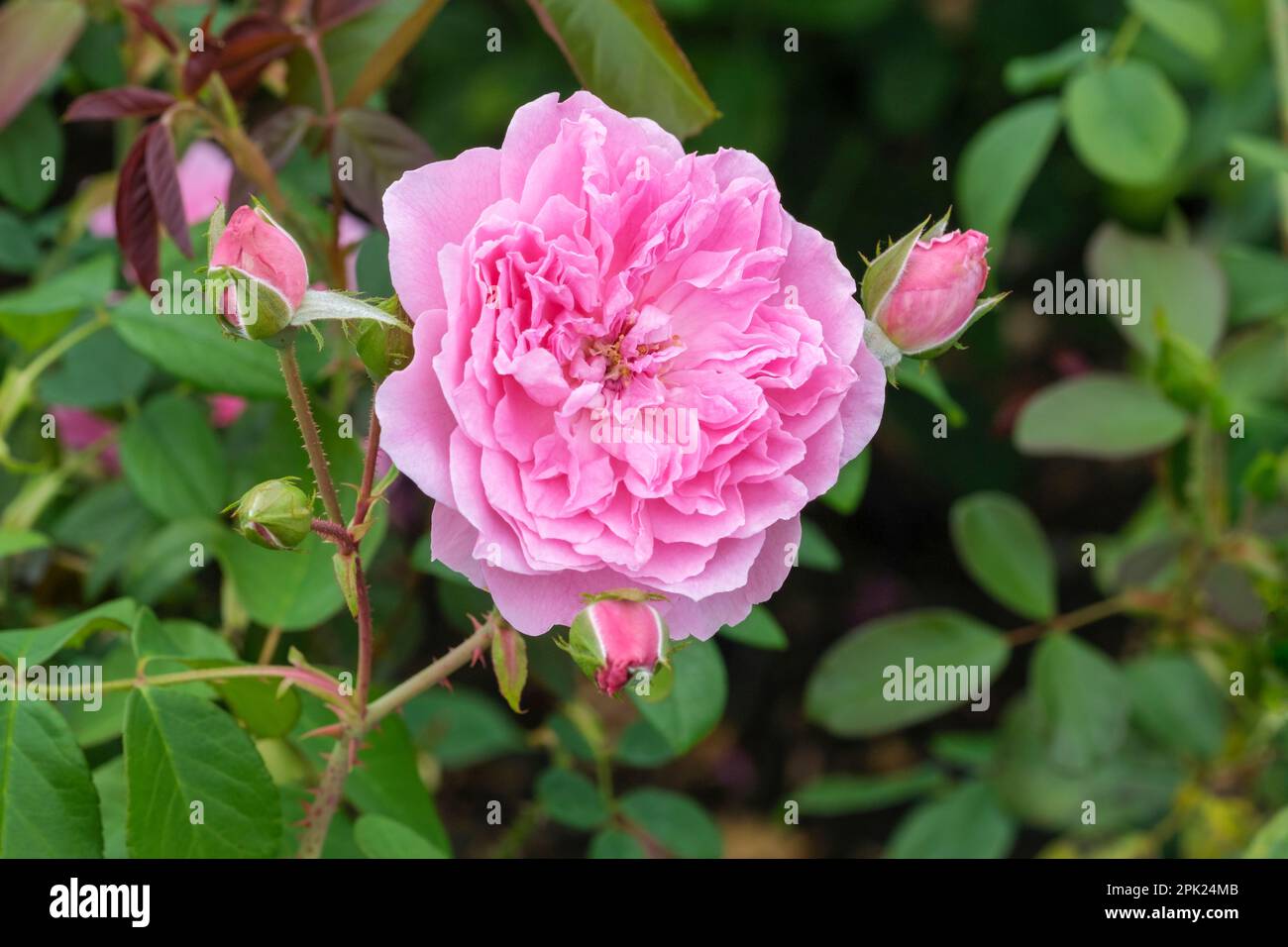 Rosa Harlow Carr, rosa Aushouse, Strauchrose, Rose Harlow Carr, Rosa Aushouse, Alte Rose, doppelte rosa Blumen Stockfoto