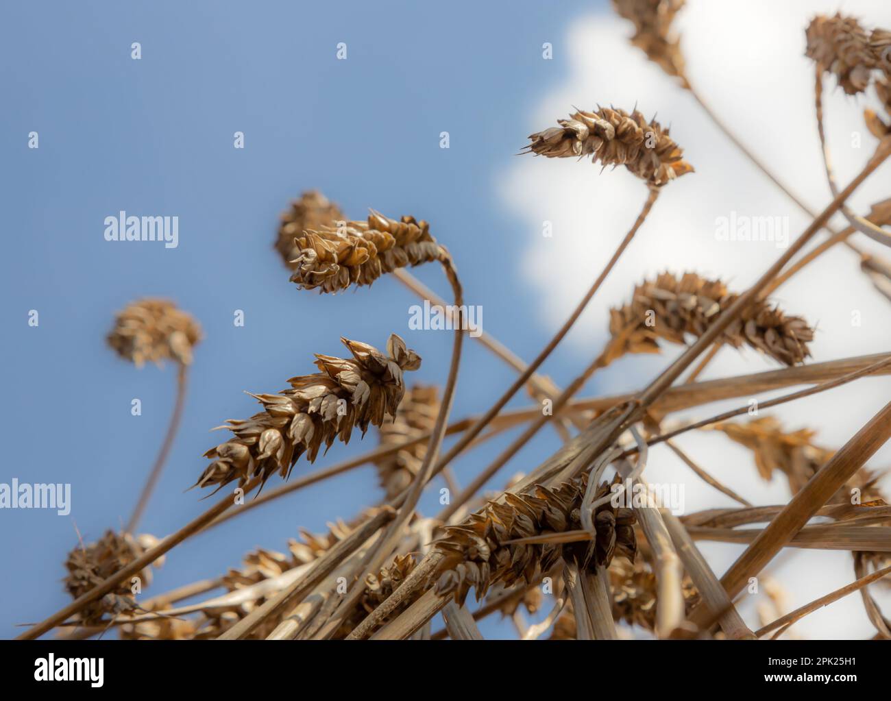 Feld des Goldenen Weizens unter dem blauen Himmel und Wolken. Stockfoto