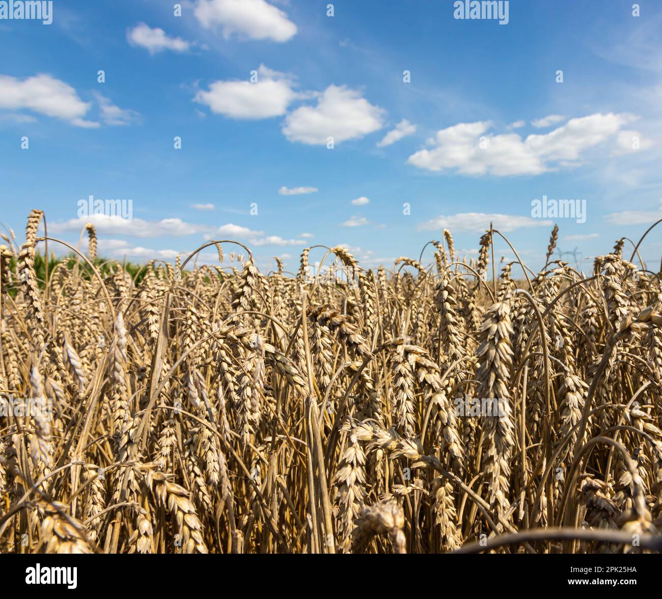 Feld des Goldenen Weizens unter dem blauen Himmel und Wolken. Stockfoto
