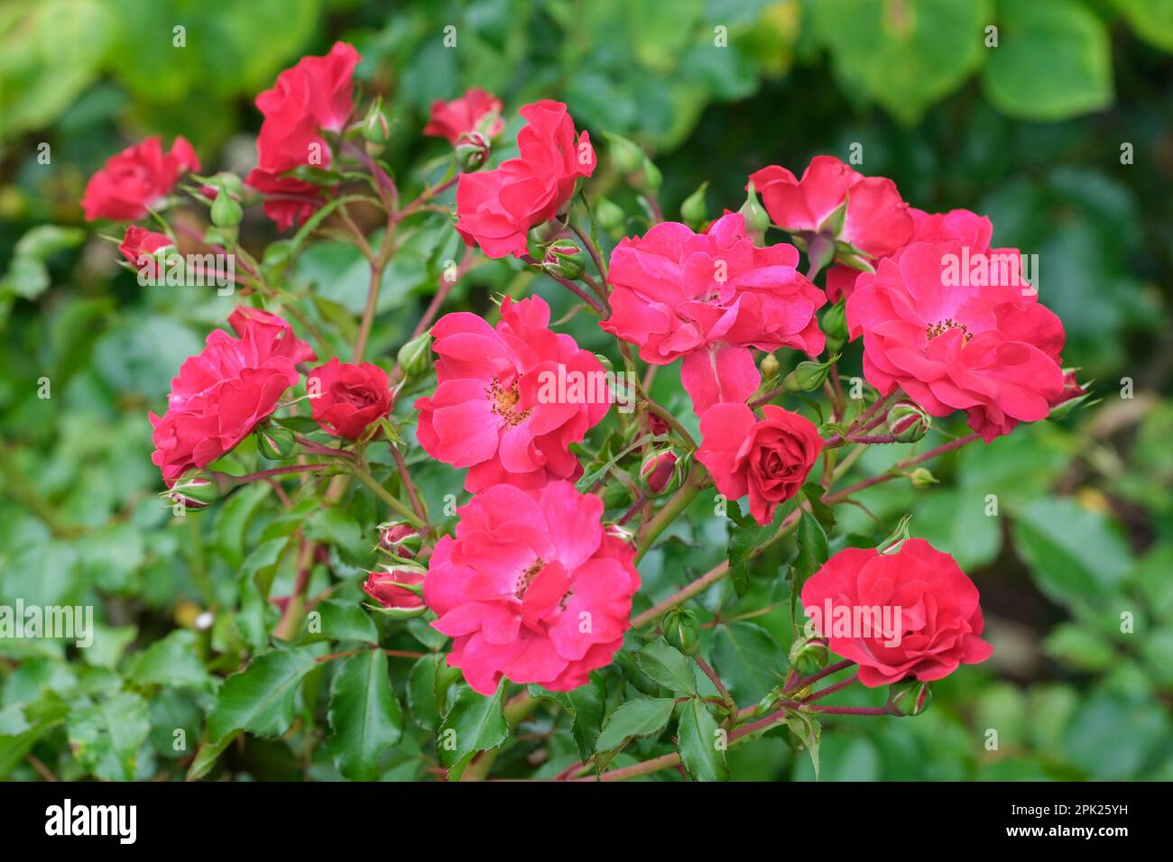 Rosa Noare, Rosenblume, Teppich, roter Samt, Sträucher, halb-doppelte rote Blumen, Stockfoto