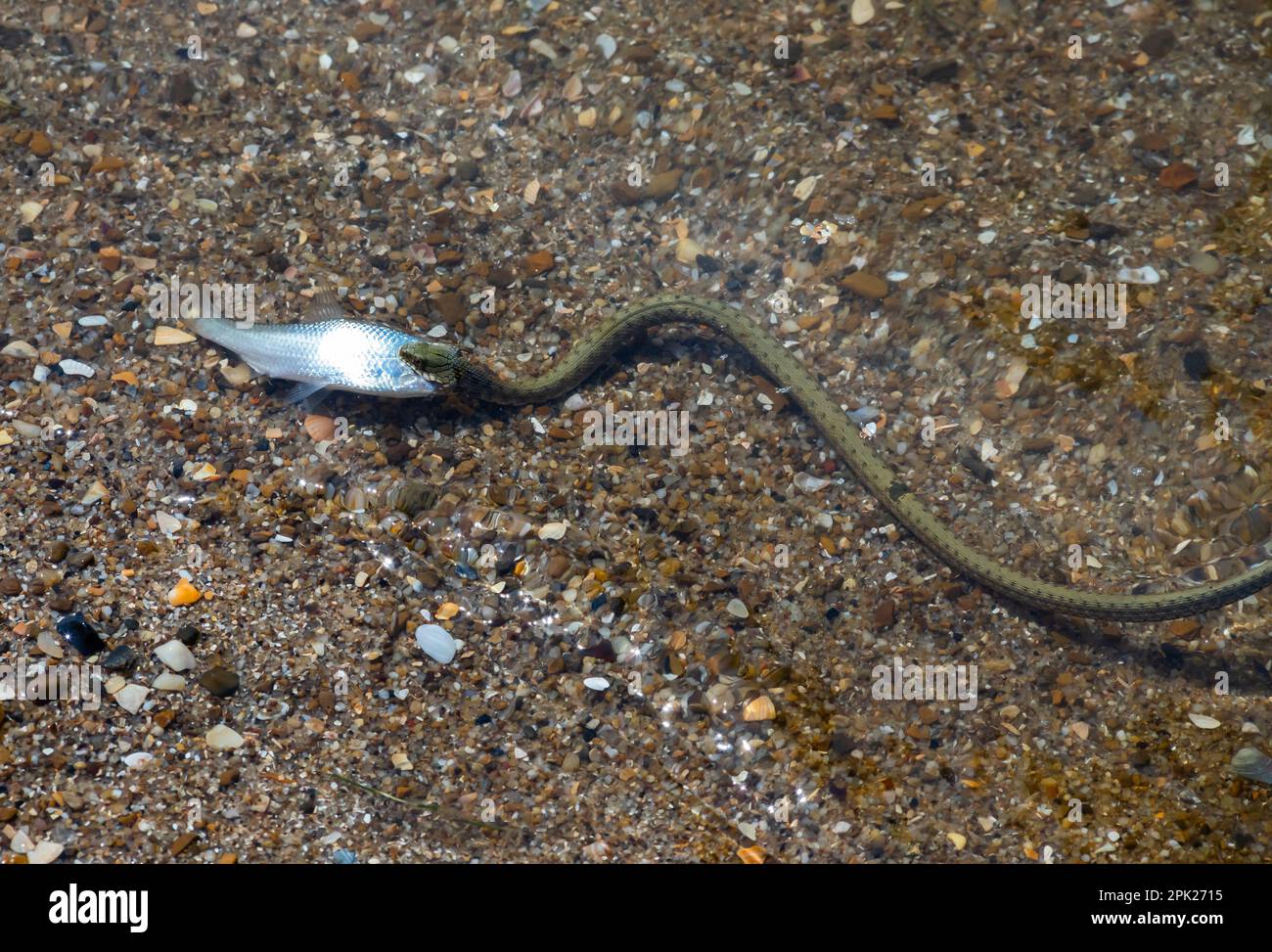 Wasserschlange Natrix tessellata am Strand. Stockfoto