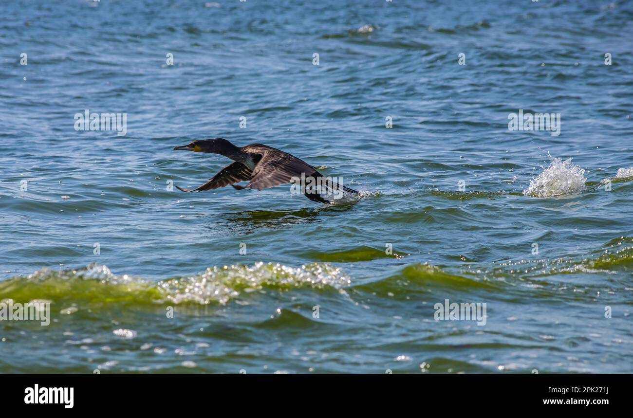 Ein großer Kormoran, der von der Oberfläche eines Sees abhebt. Stockfoto