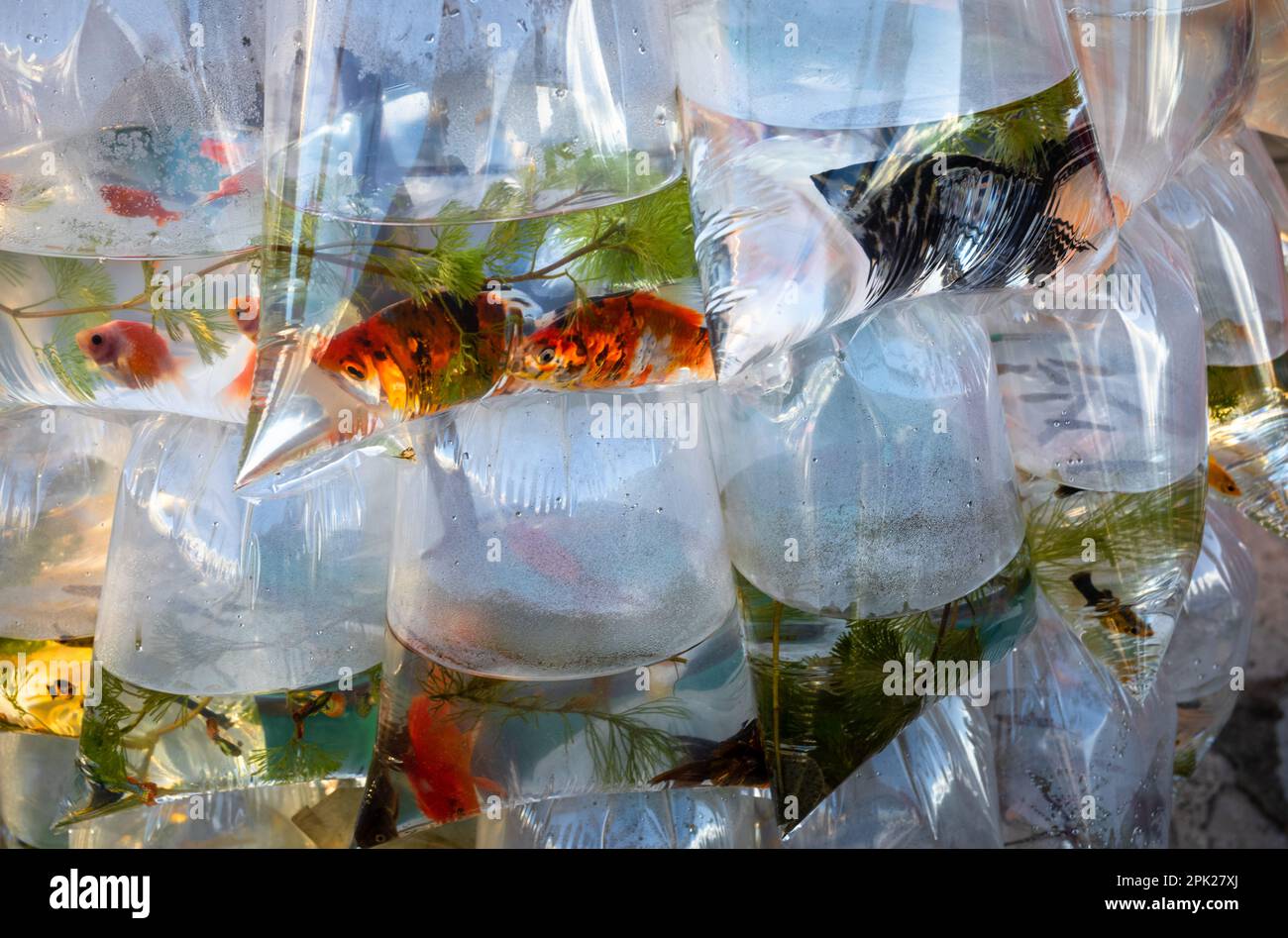 Goldfisch in Plastikbeuteln mit Wasser zum Verkauf am Straßenrand in Pleiku, im zentralen Hochland Vietnams. Stockfoto