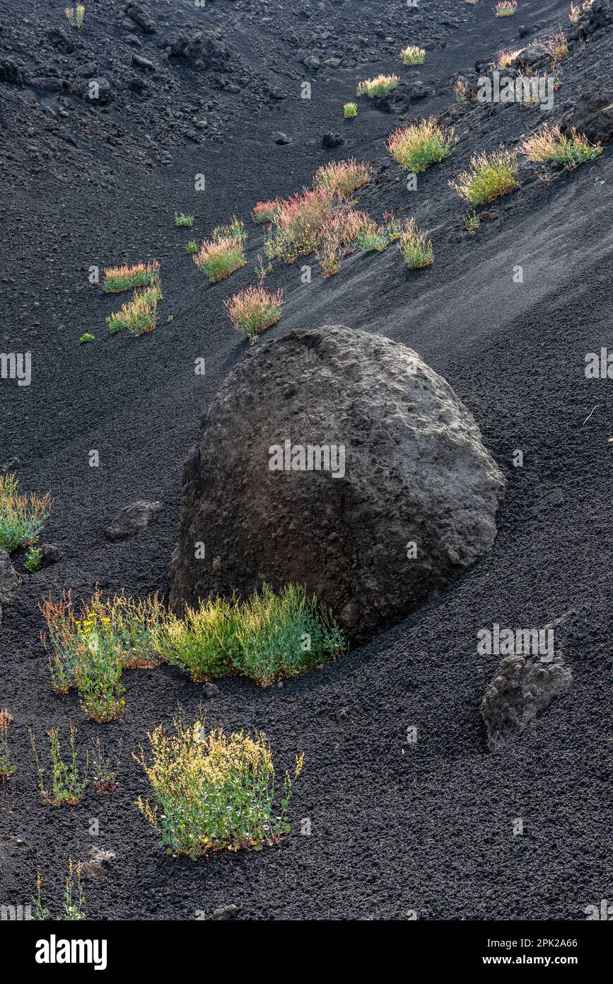 Im Valle del Bove wächst der Sorrel des Ätna (Rumex scutatus aetnensis) auf vulkanischer Asche um eine riesige Lava-„Bombe“, die aus dem Vulkan ausgeworfen wird Stockfoto