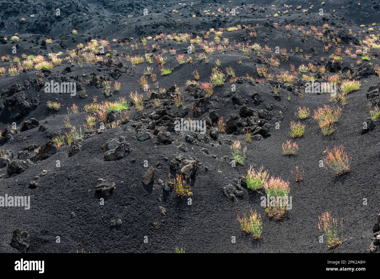 Der Ätna Sorrel (Rumex scutatus aetnensis) wächst auf vulkanischer Asche im trostlosen Valle del Bove, hoch oben auf dem berühmten sizilianischen Vulkan Stockfoto