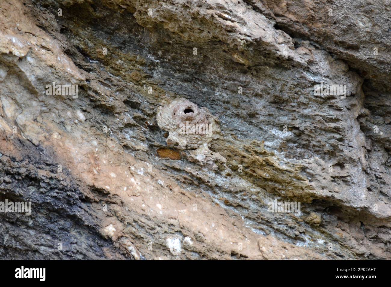 Ein Nest, das von Wespen auf einer Klippe gemacht wurde. Bienennest. Stockfoto