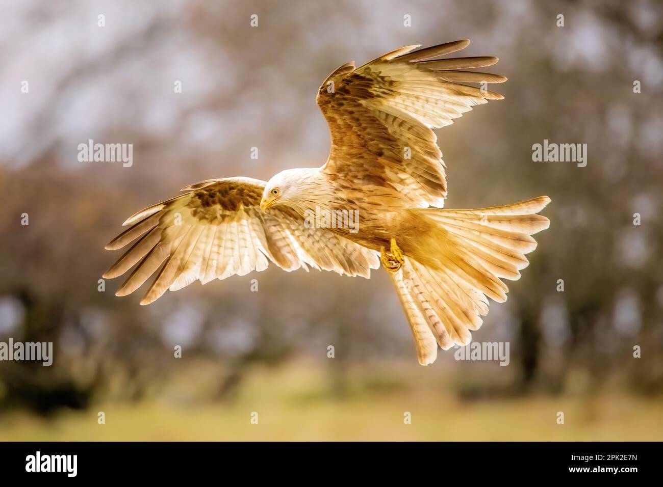 AUF einer Farm in Mid Wales wurden ATEMBERAUBENDE Bilder eines extrem SELTENEN weißen roten Drachen aufgenommen. Stockfoto