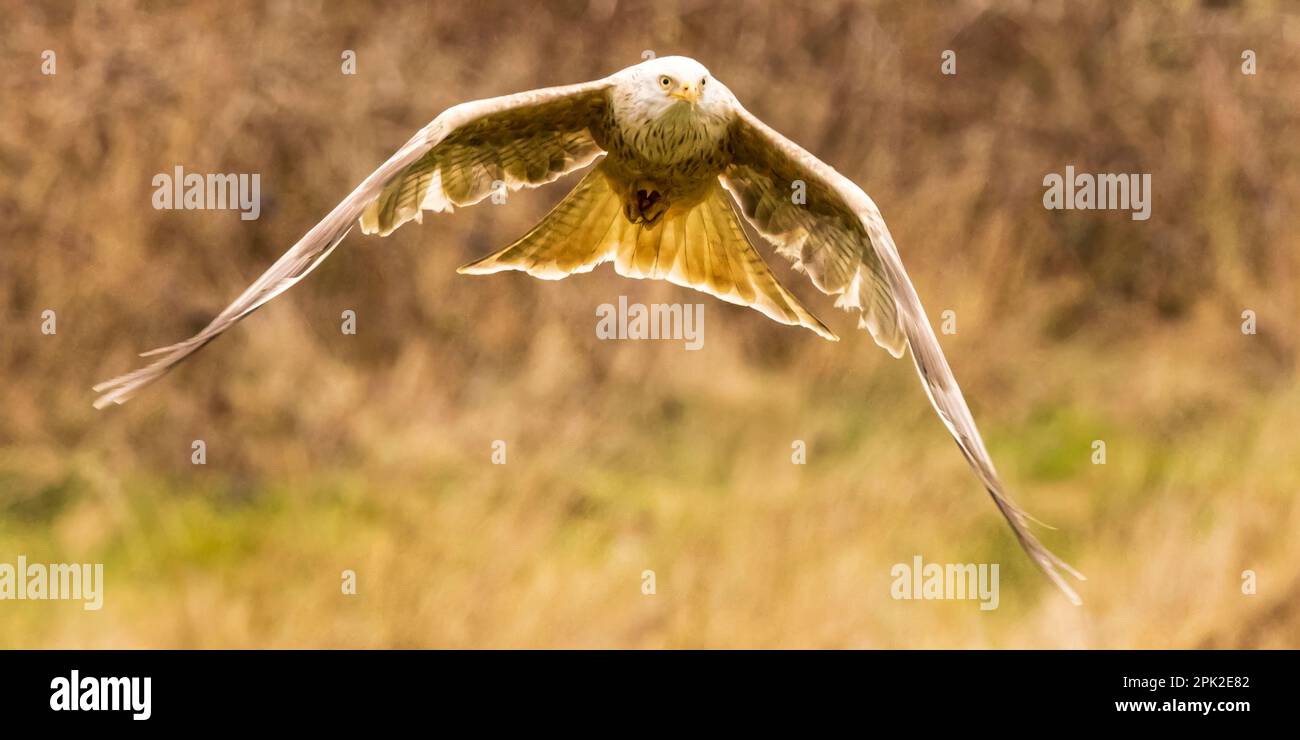 AUF einer Farm in Mid Wales wurden ATEMBERAUBENDE Bilder eines extrem SELTENEN weißen roten Drachen aufgenommen. Stockfoto