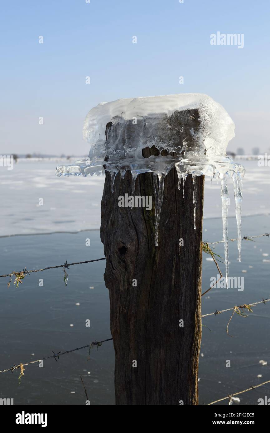 Eine Eiskappe auf einem Zaunpfahl... Eisbildung ( Winterflut 2020/2021 ), Bisliche Insel, Xanten, Deutschland bei extrem kaltem Wetter für die Region Stockfoto