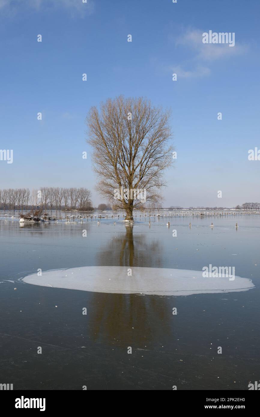 Lande unter Eis... Über der gefrorenen Winterflut ( Niederrhein ), Bislicher Insel, nach der Rheinflut kam der Frost Stockfoto