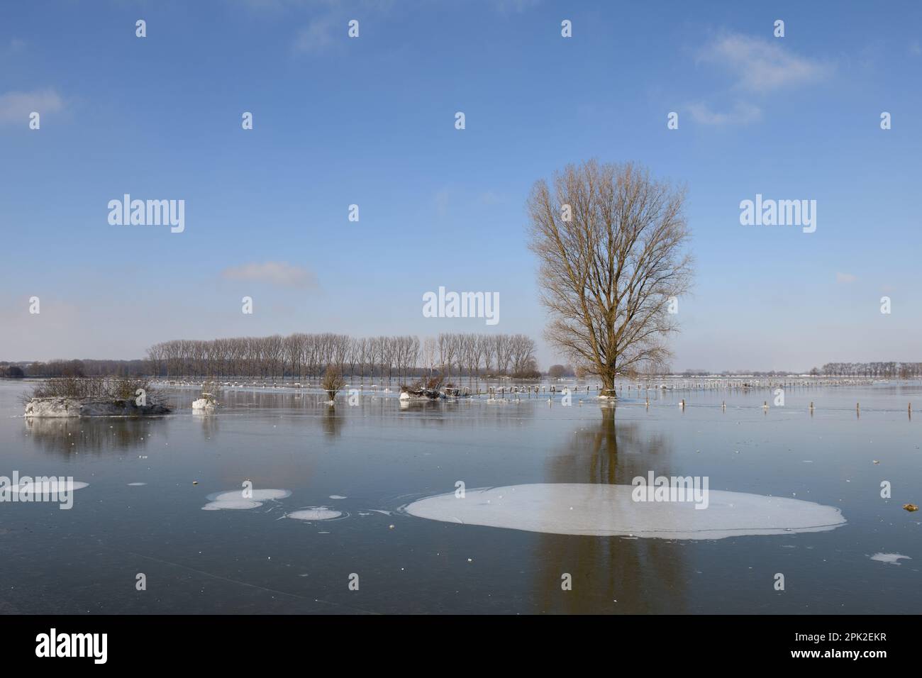 Lande unter Eis... Über der gefrorenen Winterflut ( Niederrhein ), Bislicher Insel, nach der Rheinflut kam der Frost Stockfoto