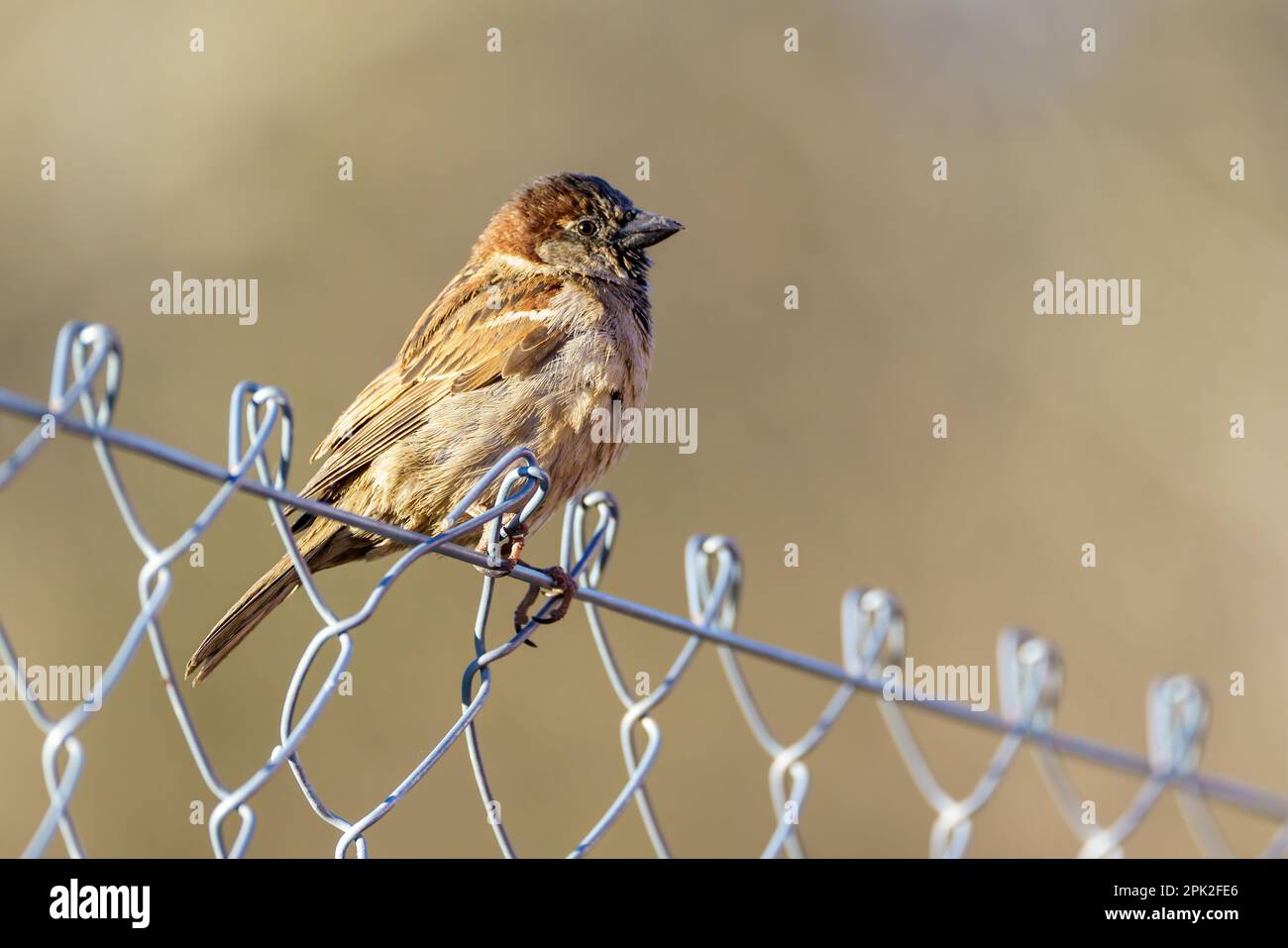 Kleiner Vogel auf dem Zaun Stockfoto