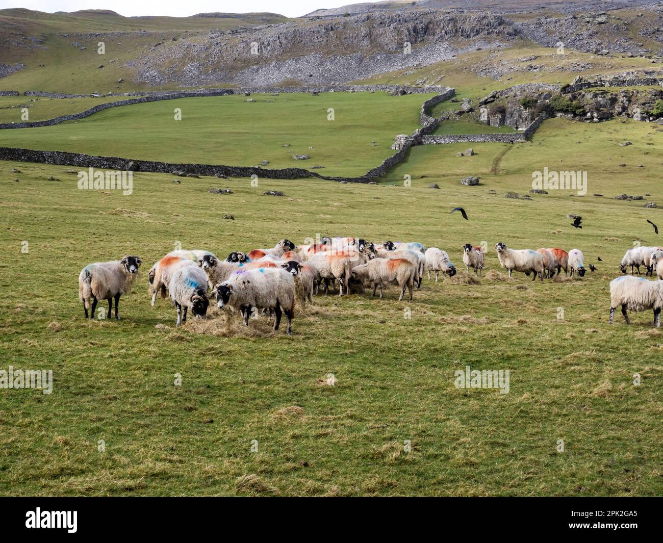 Schaffütterung von Heu in Austwick, Yorkshire Dales, Großbritannien. Stockfoto