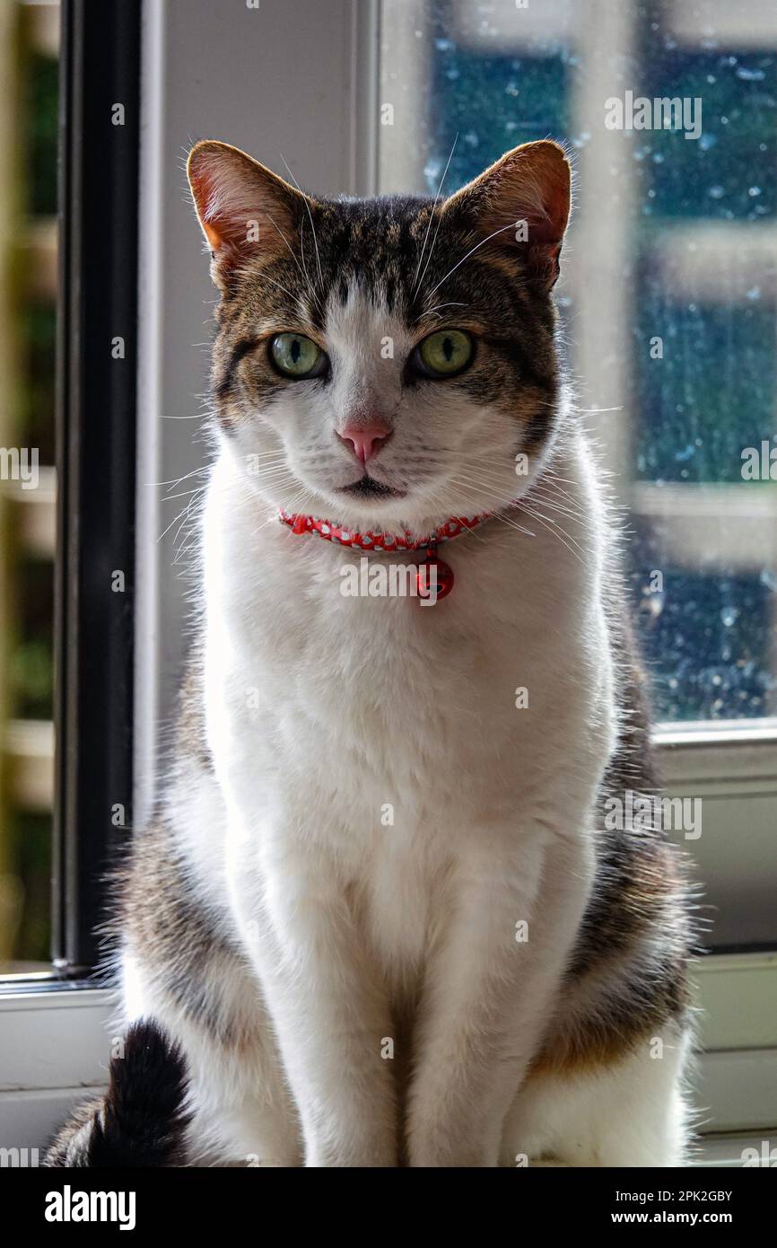 Tabby und weiße Katze, die in die Kamera starrten, ein rotes Halsband mit einer Glocke trugen Stockfoto