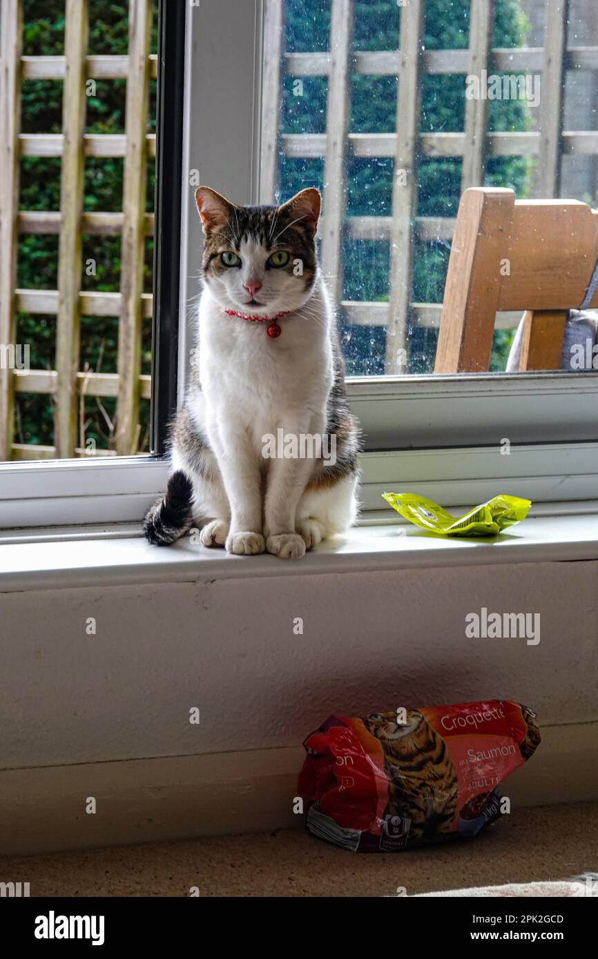 Tabby und weiße Katze, die in die Kamera starrten, ein rotes Halsband mit einer Glocke trugen Stockfoto