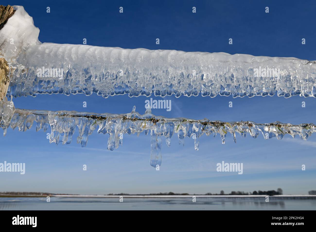 Eiszeit... Eiszapfen ( Rheinflucht ) auf einem Weidezaun auf der Insel Bislicher im Winter 2020/2021 Stockfoto