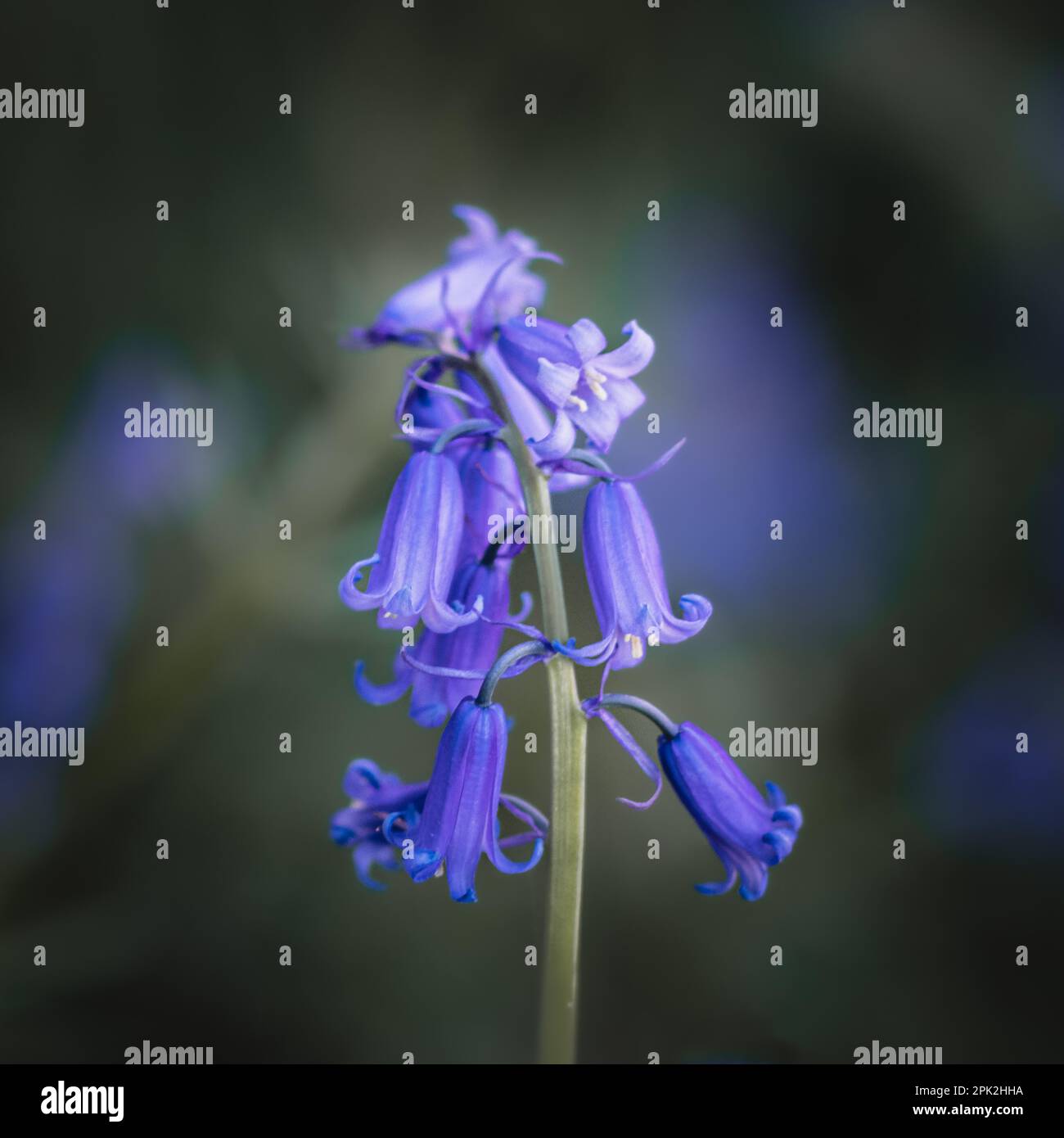 Glockenblumen Stockfoto