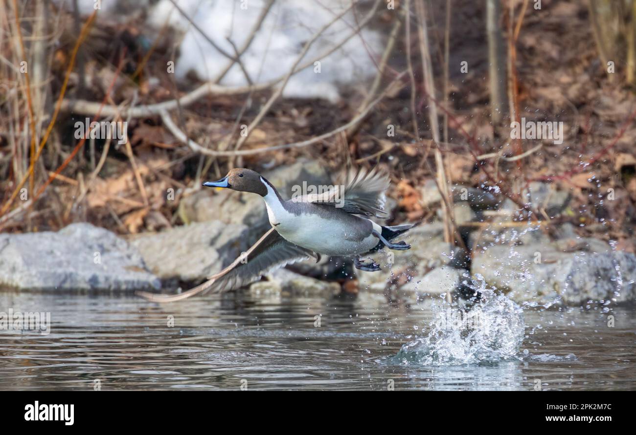 Nordpintail Ente männlich (Anas acuta), die über einen lokalen Winterteich in Kanada fliegen Stockfoto
