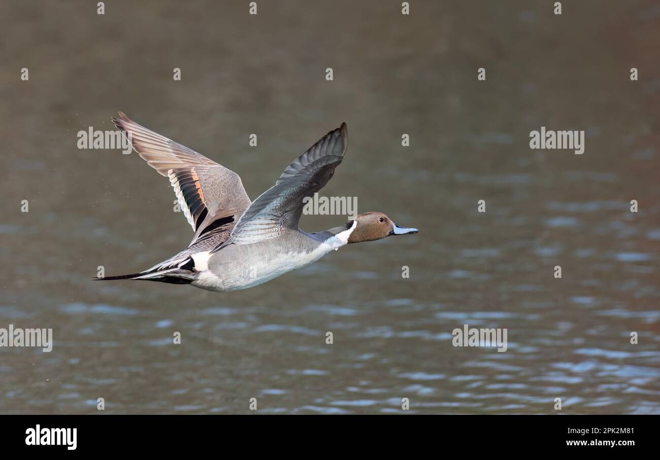Nordpintail Ente männlich (Anas acuta), die über einen lokalen Winterteich in Kanada fliegen Stockfoto