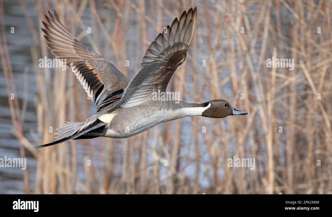 Nordpintail Ente männlich (Anas acuta), die über einen lokalen Winterteich in Kanada fliegen Stockfoto