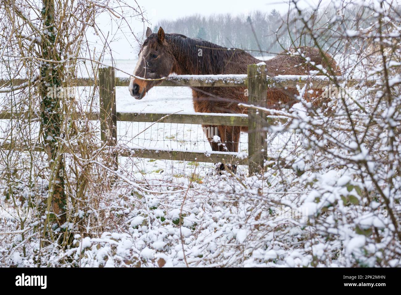 Pferde auf einem schneebedeckten Feld in Cirencester in den Cotswolds, Großbritannien. Stockfoto