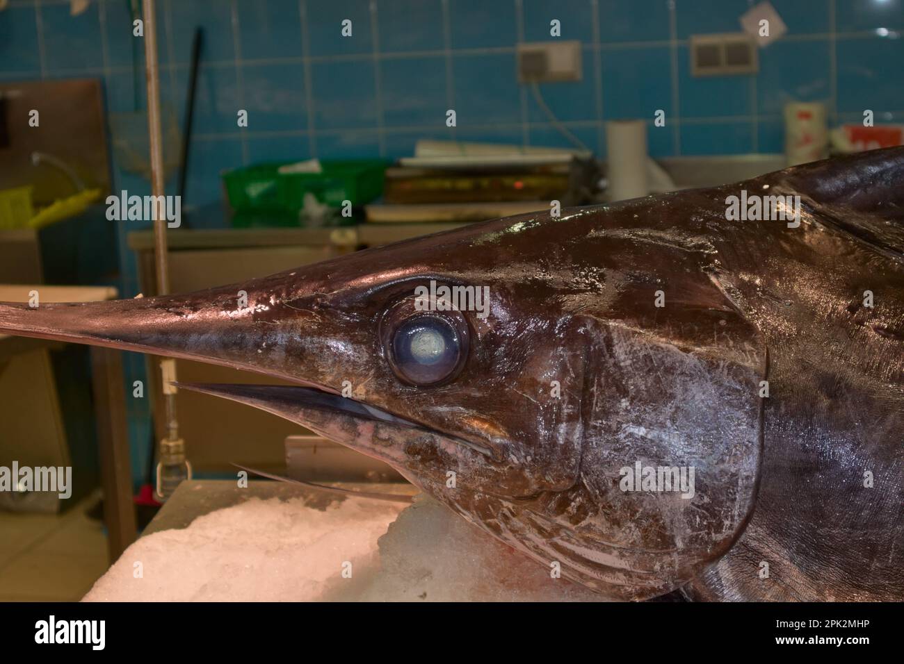 Nahaufnahme des Kopfes eines Schwertfisches (xiphias gladius), der in einem Fischhändler exponiert ist, der darauf wartet, an Kunden verkauft zu werden Stockfoto
