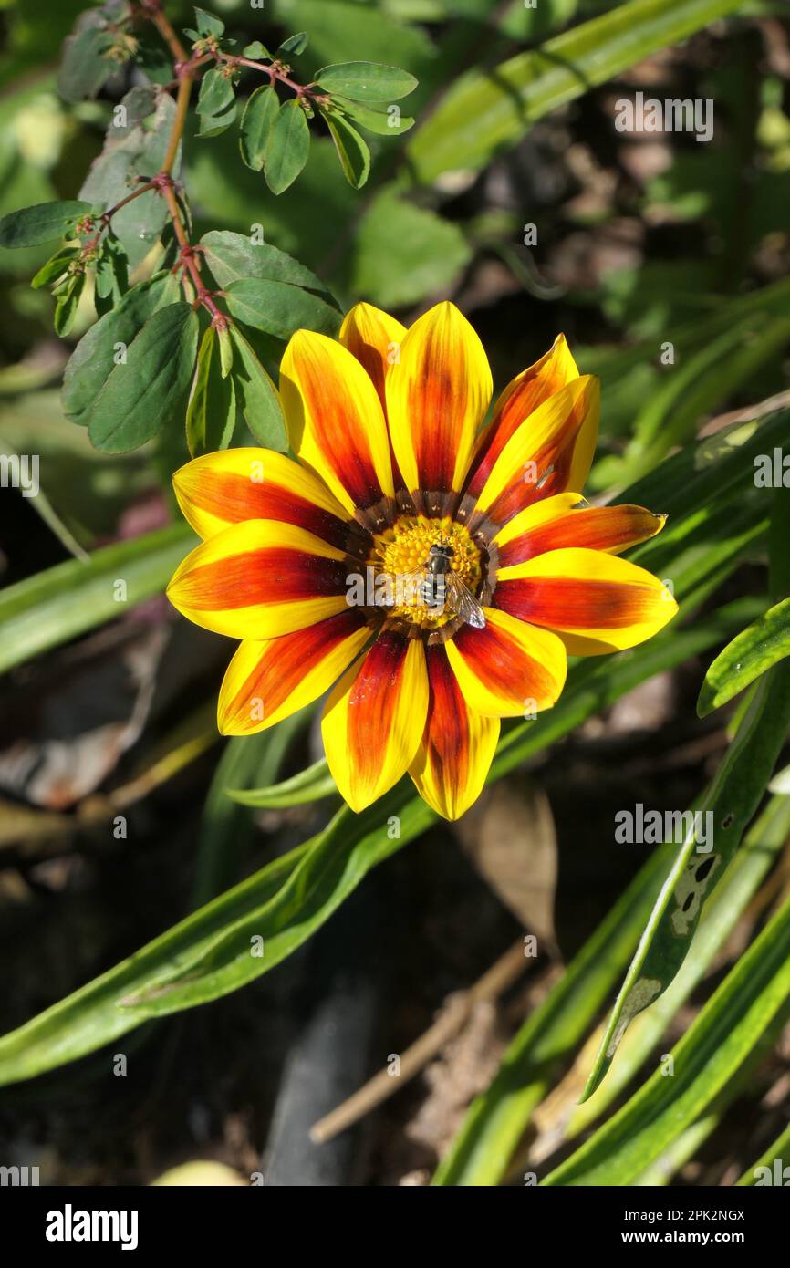 Gazania mit einer Blumenfliege in der Mitte Stockfoto