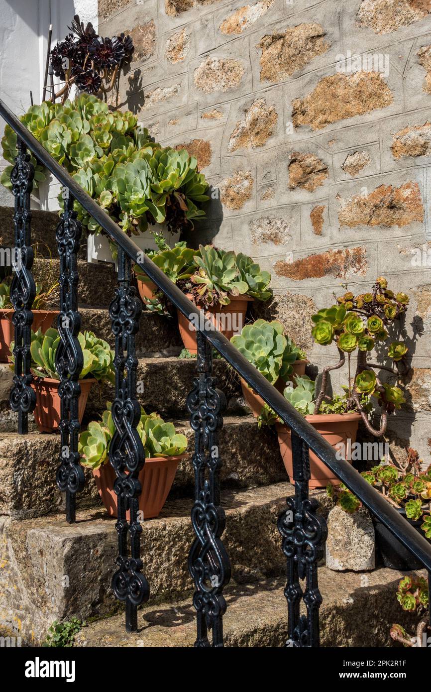 Sonnenlicht im Freien, Cornwall, Großbritannien, mit saftigen Pflanzen aus Äonium, die in Töpfen und Pflanzmaschinen auf Steintreppen mit Metallgeländern wachsen Stockfoto