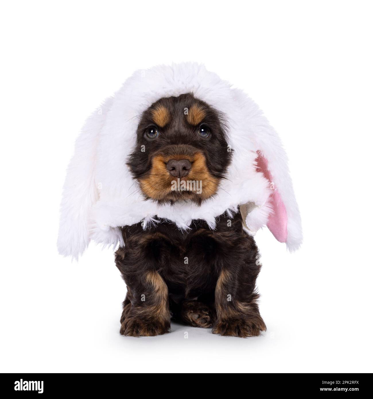 Süßer Schokoladenhund aus englischem Coclerspaniel, mit Blick auf die Vorderseite, mit weißem Hasenohren Hut. Mit Blick auf die Kamera, isoliert auf einem weißen B Stockfoto