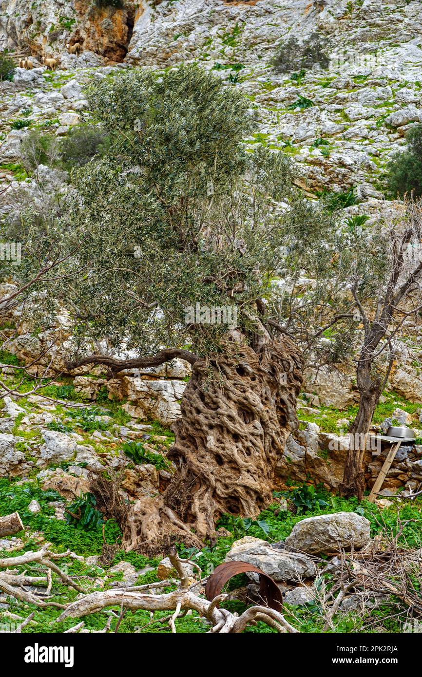 Antiker Olivenbaum auf Kalymnos, griechische Insel, Dodekanische Inseln, Griechenland Stockfoto