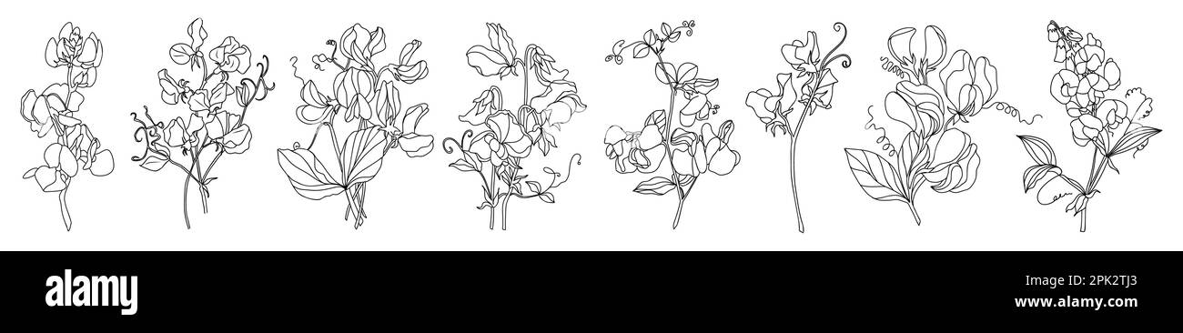 Set mit Blumen des AprilGeburtsmonats von Sweet Pea. Stock Vektor