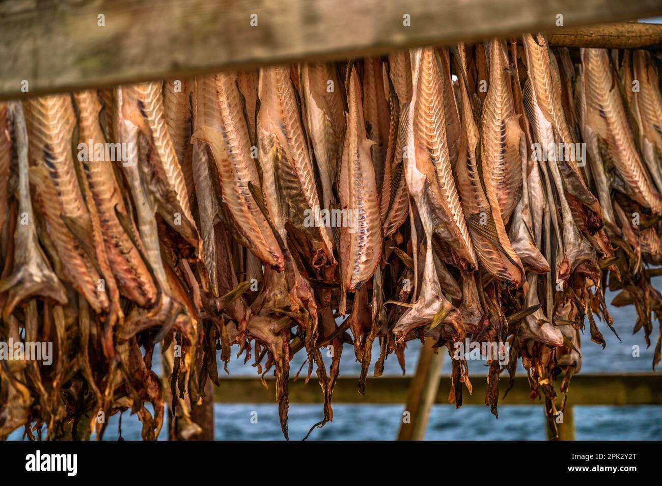 Fisch auf Holzständer am Meer aufhängen und trocknen, Lofoten, Norwegen. Stockfoto