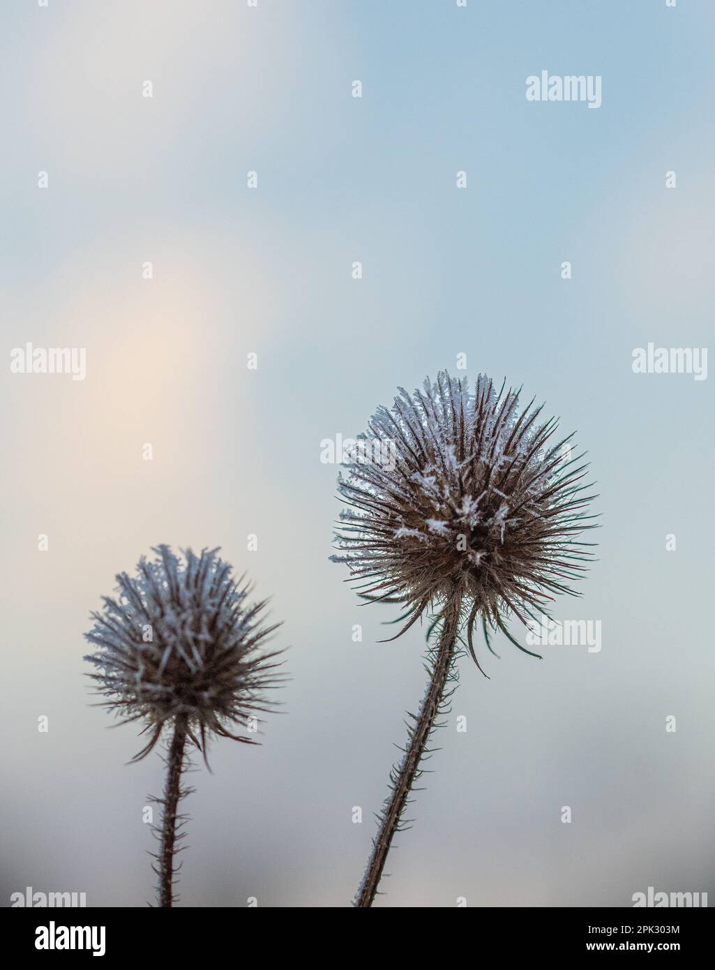 Nahaufnahme oder Makro einer gefrorenen Blume oder Pflanze bei Sonnenauf- oder -Untergang Stockfoto