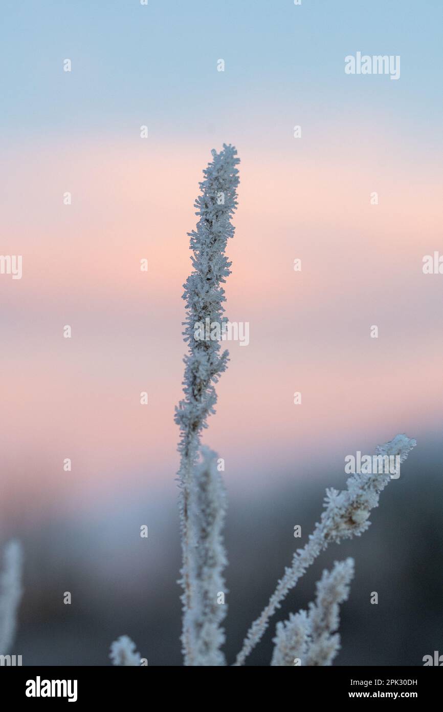 Nahaufnahme oder Makro eines gefrorenen Strohs während Sonnenaufgang oder Sonnenuntergang Stockfoto