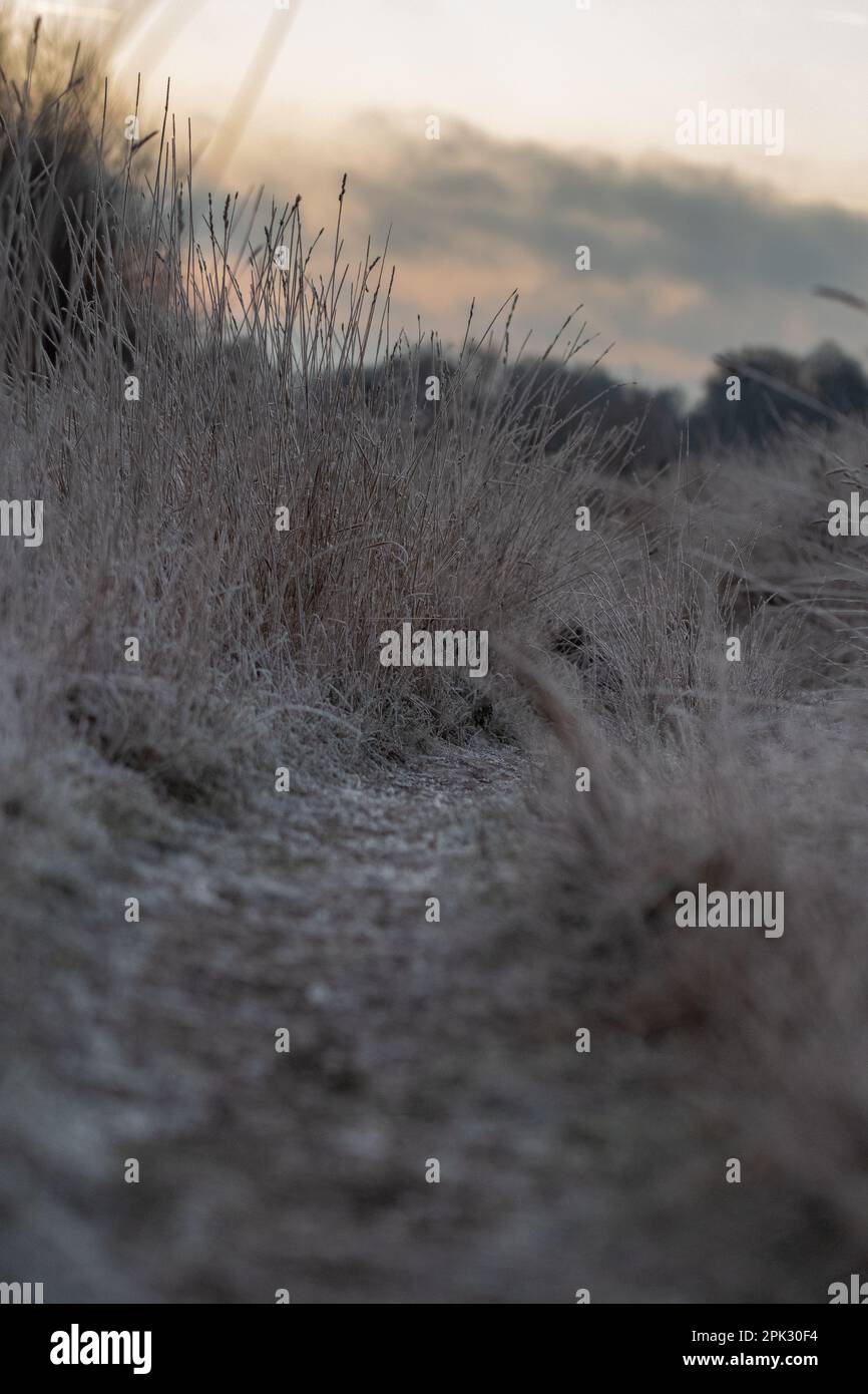 Flachwinkel-Landschaftsfoto von gefrorenem Gras bei Sonnenaufgang oder Sonnenuntergang Stockfoto