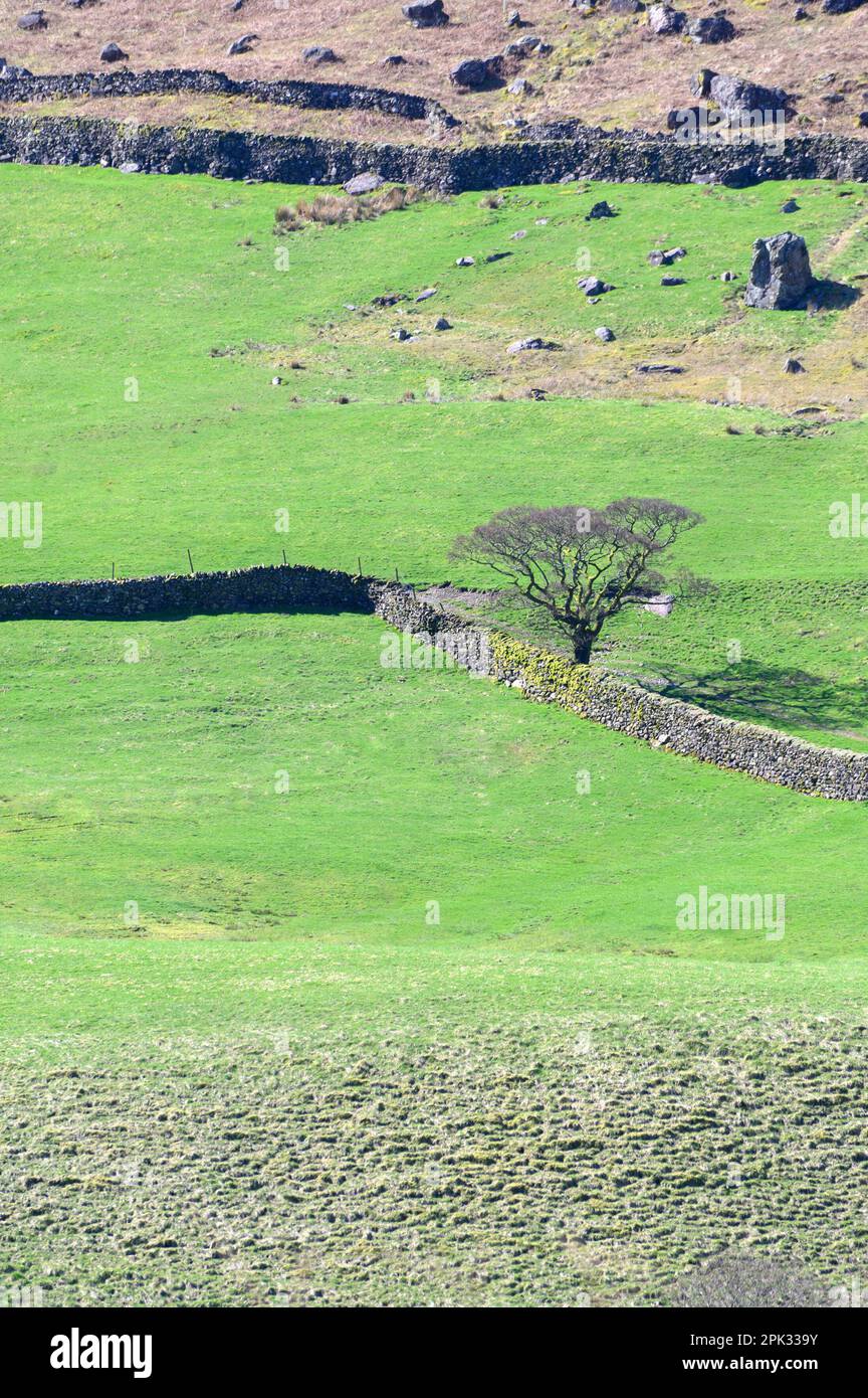 Northern Lake District, Großbritannien, in der Nähe von Bassenthwaite. Bäume, Felle und trockene Steinmauern, Anfang April Stockfoto