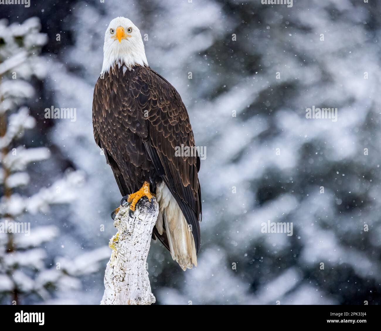 Weißkopfseeadler hoch oben auf einem Holzstumpf, mit scharfen Augen vor der Kamera und schneebedeckten Bäumen im Bokeh-Hintergrund Stockfoto