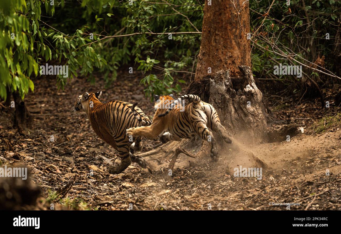 AUF DEN BEEINDRUCKENDEN BILDERN sehen Sie zwei junge Tigerschwestern, die sich darum kämpfen. Stockfoto