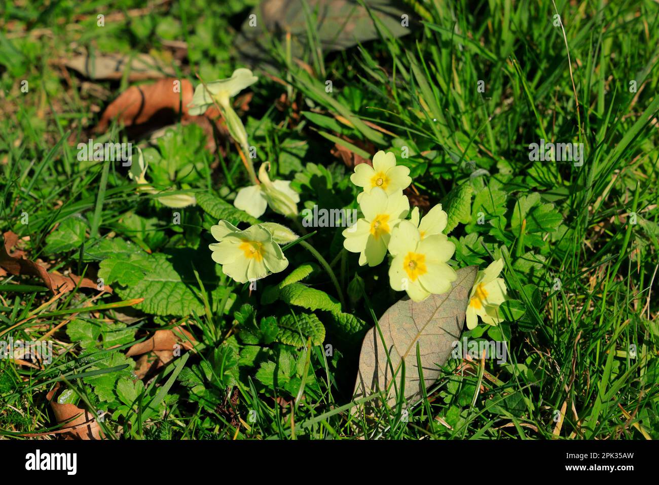 Primrose Primula vulgaris, Wales. Stockfoto